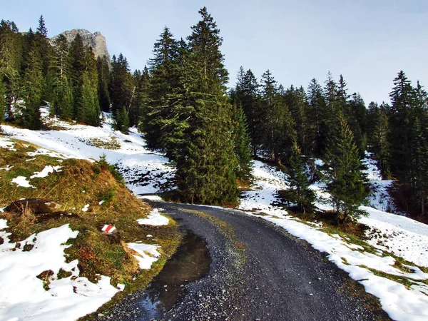 Bomen Naaldbossen Hellingen Tussen Berg Massale Alvier Groep Zwitserse Dal — Stockfoto