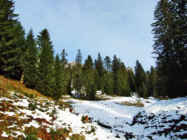 Bäume Und Nadelwälder Den Hängen Zwischen Der Massiven Alviergruppe Und — Stockfoto