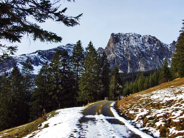 Trees Coniferous Forests Slopes Mountain Massive Alvier Group Seeztal Valley — Stock Photo, Image