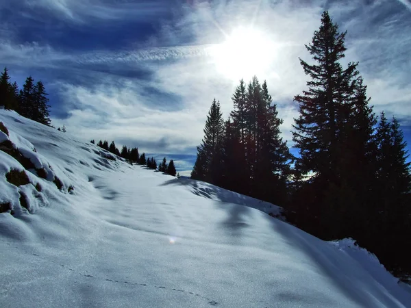 Bomen Naaldbossen Hellingen Tussen Berg Massale Alvier Groep Zwitserse Dal — Stockfoto