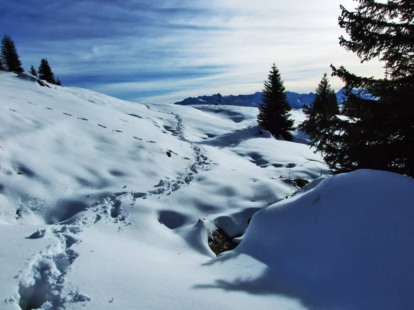 Primeira Neve Cordilheira Grupo Alvier Cantão Gallen Suíça — Fotografia de Stock