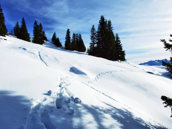 Der Erste Schnee Gebirge Der Aleviergruppe Kanton Gallen Schweiz — Stockfoto