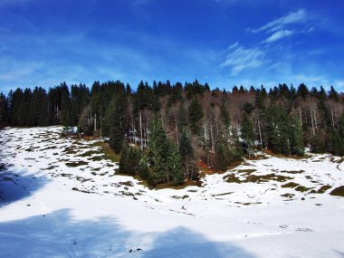 Ağaçlar ve iğne yapraklı ormanlar Alpstein dağ silsilesi - Canton St. Gallen, İsviçre eteklerinde