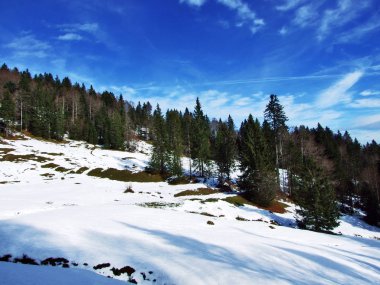Ağaçlar ve iğne yapraklı ormanlar Alpstein dağ silsilesi - Canton St. Gallen, İsviçre eteklerinde