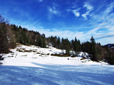Ağaçlar ve iğne yapraklı ormanlar Alpstein dağ silsilesi - Canton St. Gallen, İsviçre eteklerinde