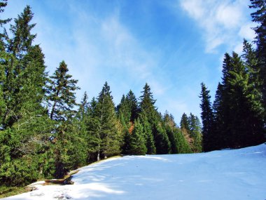 Ağaçlar ve iğne yapraklı ormanlar Alpstein dağ silsilesi - Canton St. Gallen, İsviçre eteklerinde