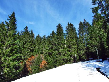 Ağaçlar ve iğne yapraklı ormanlar Alpstein dağ silsilesi - Canton St. Gallen, İsviçre eteklerinde