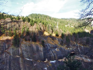 Ağaçlar ve iğne yapraklı ormanlar Alpstein dağ silsilesi - Canton St. Gallen, İsviçre eteklerinde