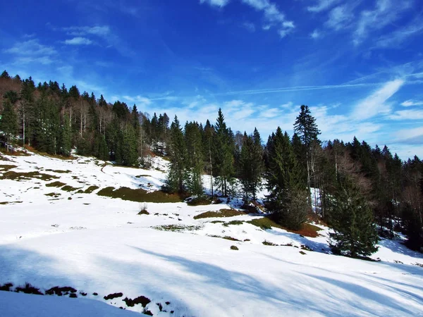 Bomen Naaldbossen Hellingen Van Alpstein Bergketen Kanton Gallen Zwitserland — Stockfoto