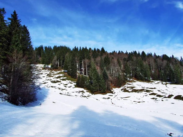 Bomen Naaldbossen Hellingen Van Alpstein Bergketen Kanton Gallen Zwitserland — Stockfoto