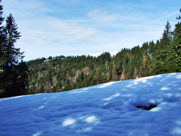 Bomen Naaldbossen Hellingen Van Alpstein Bergketen Kanton Gallen Zwitserland — Stockfoto