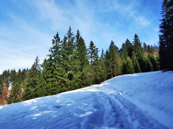 Bomen Naaldbossen Hellingen Van Alpstein Bergketen Kanton Gallen Zwitserland — Stockfoto