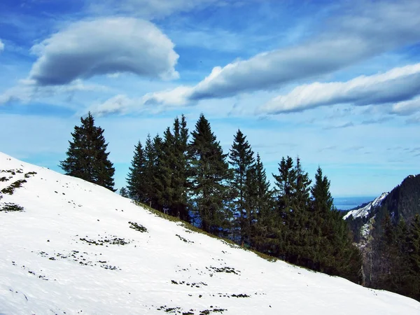 Stromy Jehličnatými Lesy Svazích Alpstein Pohoří Kantonu Gallen Švýcarsko — Stock fotografie