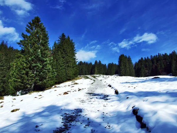 阿尔普斯坦山脉山坡上的树木和针叶林 瑞士圣加仑州 — 图库照片