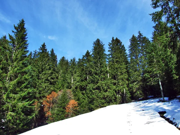 Árvores Florestas Coníferas Nas Encostas Cordilheira Alpstein Cantão Gallen Suíça — Fotografia de Stock