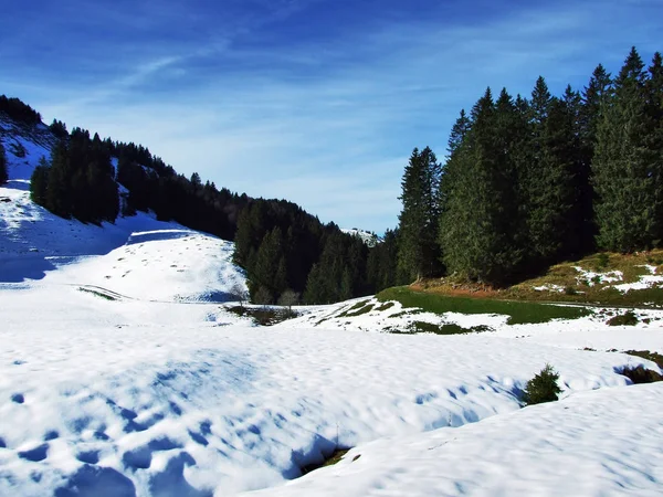 Ağaçlar Iğne Yapraklı Ormanlar Alpstein Dağ Silsilesi Canton Gallen Sviçre — Stok fotoğraf