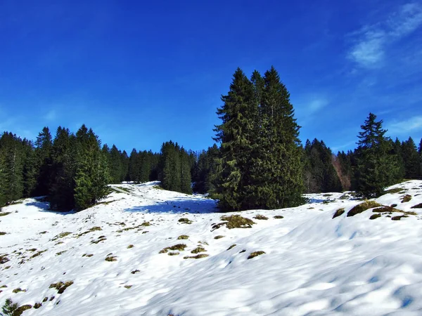 Bomen Naaldbossen Hellingen Van Alpstein Bergketen Kanton Gallen Zwitserland — Stockfoto