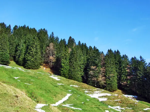 Stromy Jehličnatými Lesy Svazích Alpstein Pohoří Kantonu Gallen Švýcarsko — Stock fotografie