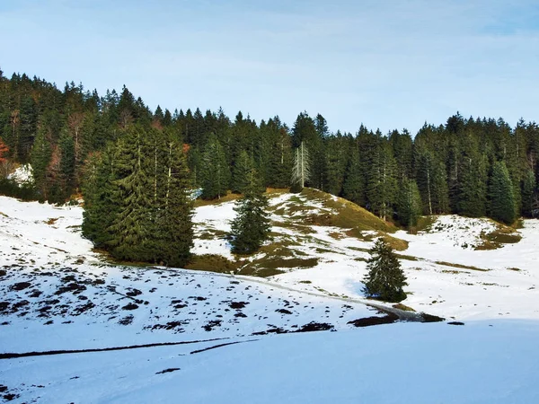 Árboles Bosques Coníferas Las Laderas Cordillera Alpstein Cantón Gallen Suiza — Foto de Stock