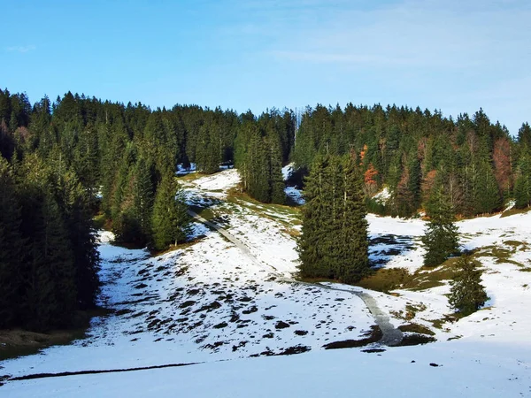 Trees and coniferous forests on the slopes of the Alpstein mountain range - Canton of St. Gallen, Switzerland