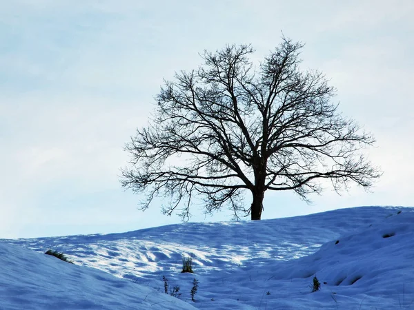 Árboles Bosques Coníferas Las Laderas Cordillera Alpstein Cantón Gallen Suiza — Foto de Stock