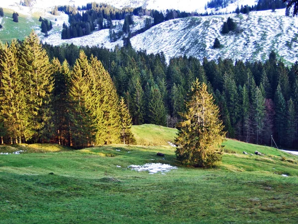나무와 Alpstein 구획의 세인트 스위스의 — 스톡 사진