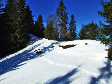 Ağaçlar ve iğne yapraklı ormanlar Spitzli hill - Appenzell Ausserrhoden Canton, İsviçre eteklerinde