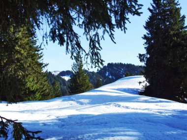 Ağaçlar ve iğne yapraklı ormanlar Spitzli hill - Appenzell Ausserrhoden Canton, İsviçre eteklerinde