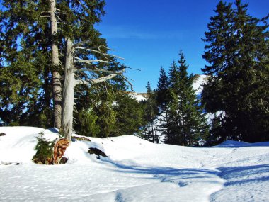 Ağaçlar ve iğne yapraklı ormanlar Spitzli hill - Appenzell Ausserrhoden Canton, İsviçre eteklerinde
