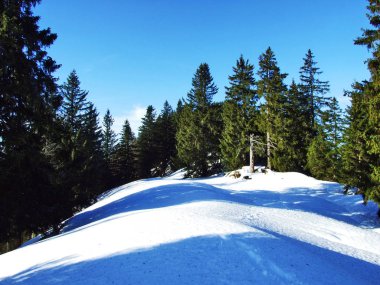 Ağaçlar ve iğne yapraklı ormanlar Spitzli hill - Appenzell Ausserrhoden Canton, İsviçre eteklerinde