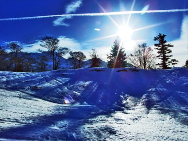 Ağaçlar ve iğne yapraklı ormanlar Spitzli hill - Appenzell Ausserrhoden Canton, İsviçre eteklerinde