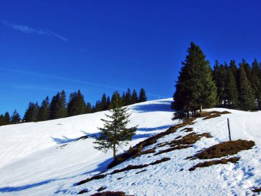 Ağaçlar ve iğne yapraklı ormanlar Spitzli hill - Appenzell Ausserrhoden Canton, İsviçre eteklerinde