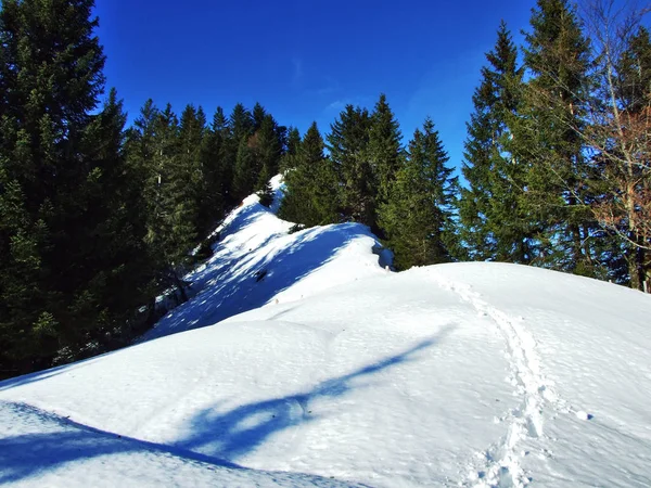 Bomen Naaldbossen Hellingen Van Spitzli Hill Kanton Appenzell Ausserrhoden Zwitserland — Stockfoto