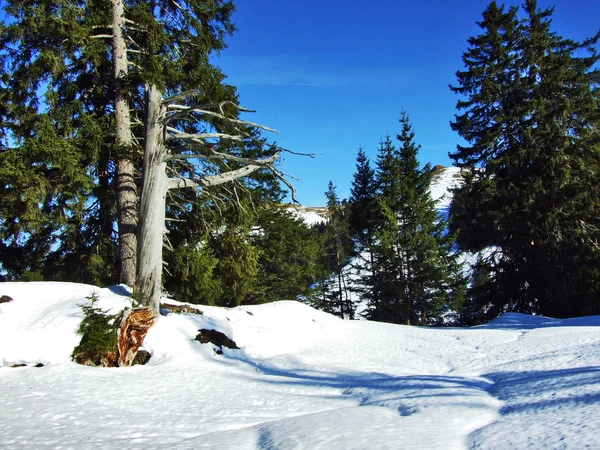 Деревья Хвойные Леса Склонах Холма Шпицли Кантон Аппенцелль Аусерроден Швейцария — стоковое фото