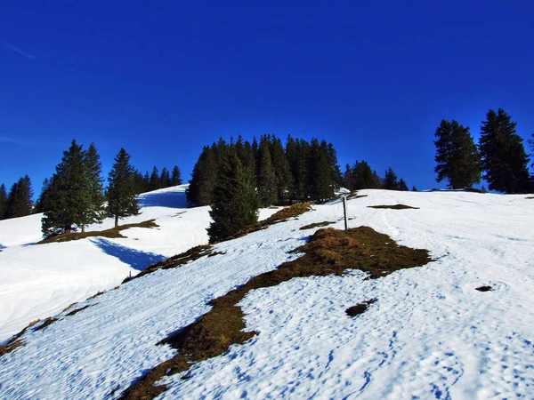 Stromy Jehličnatými Lesy Svazích Spitzli Vrchu Kanton Appenzell Ausserrhoden Švýcarsko — Stock fotografie