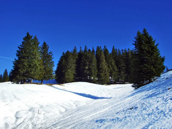 Bäume Und Nadelwälder Den Hängen Des Spitzli Kanton Appenzell Ausserrhoden — Stockfoto