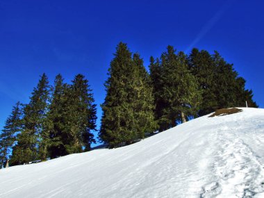 Ağaçlar ve iğne yapraklı ormanlar Spitzli hill - Appenzell Ausserrhoden Canton, İsviçre eteklerinde