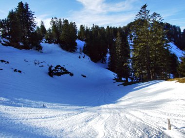 Ağaçlar ve iğne yapraklı ormanlar Spitzli hill - Appenzell Ausserrhoden Canton, İsviçre eteklerinde