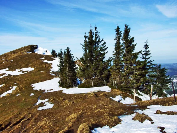 Träd Och Barrskogar Sluttningarna Spitzli Hill Canton Appenzell Ausserrhoden Schweiz — Stockfoto