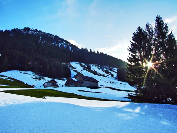 Bomen Naaldbossen Hellingen Van Spitzli Hill Kanton Appenzell Ausserrhoden Zwitserland — Stockfoto