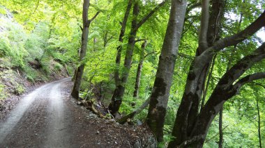 Ağaçlar ve yaprak döken ormanlar arasında Churfirsten dağ ve göl Walensee - Canton St. Gallen, İsviçre yamaçlarında