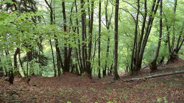 Trees Deciduous Forests Slopes Churfirsten Mountain Range Lake Walensee Canton — Stock Photo, Image