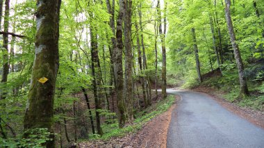 Ağaçlar ve yaprak döken ormanlar arasında Churfirsten dağ ve göl Walensee - Canton St. Gallen, İsviçre yamaçlarında