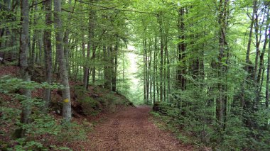 Ağaçlar ve yaprak döken ormanlar arasında Churfirsten dağ ve göl Walensee - Canton St. Gallen, İsviçre yamaçlarında