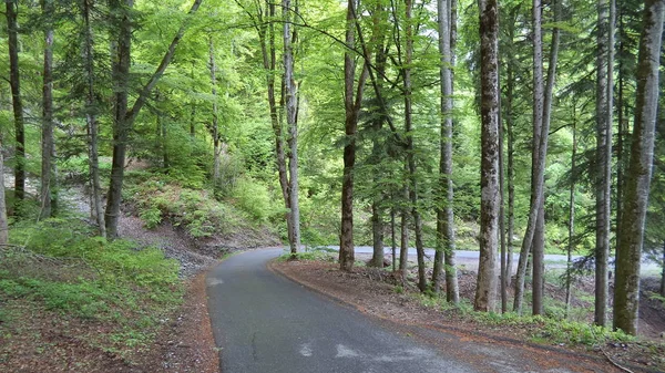 Дерева Листяних Лісів Схилах Між Гірський Хребет Churfirsten Озеро Walensee — стокове фото