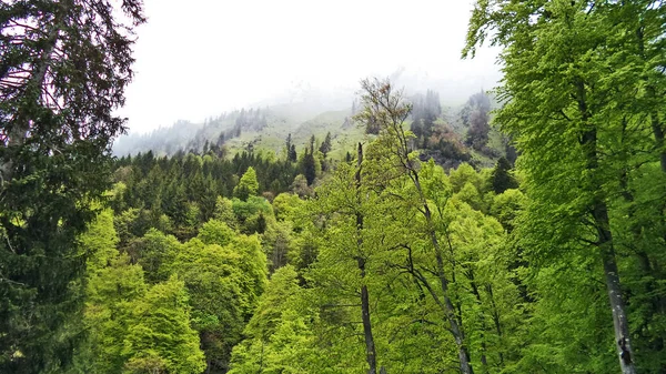 Деревья Смешанные Леса Склонах Между Горным Хребтом Churfirsten Озером Walensee — стоковое фото