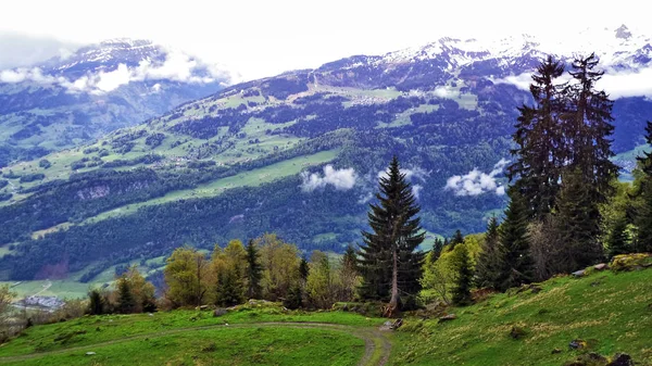 Drzew Lasów Mieszanych Stokach Między Pasmo Górskie Churfirsten Jezioro Walensee — Zdjęcie stockowe