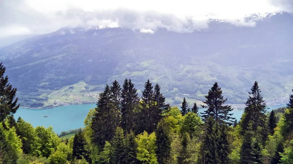 Деревья Смешанные Леса Склонах Между Горным Хребтом Churfirsten Озером Walensee — стоковое фото