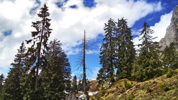 瑞士圣加仑州的 Chirfirsten 山脉和 Walensee 湖之间的山坡上的树木和常绿森林 — 图库照片