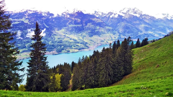 Stromy Jehličnaté Lesy Svazích Mezi Pouze Pohoří Jezero Walensee Kantonu — Stock fotografie